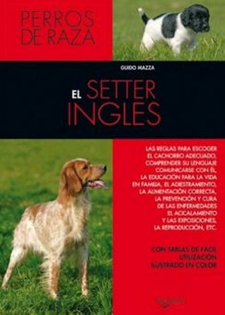 EL SETTER INGLES - PERROS DE RAZA 