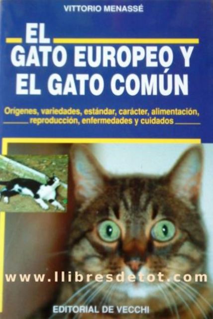 EL GATO EUROPEO Y EL GATO COMN 