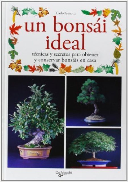 UN BONSAI IDEAL