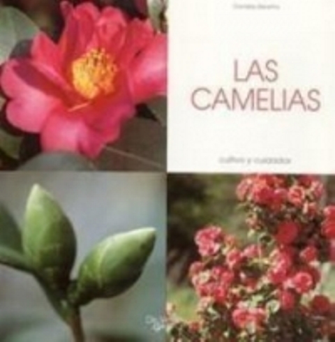 LAS CAMELIAS . CULTIVO Y CUIDADOS 