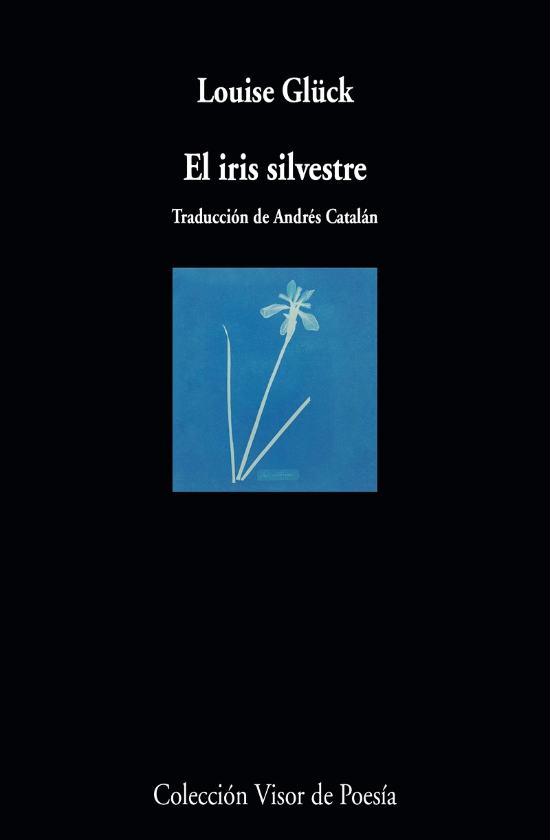 EL IRIS SILVESTRE 